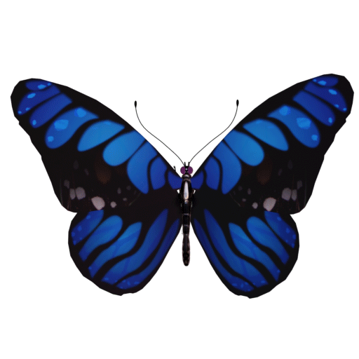 butterfly gif